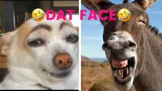 Funny ANIMAL Pictures Compilation 2018 #1