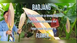 BADJANG PLANT'S HAS A BEAUTIFUL  FLOWER'S...(ENGLISH NAME) ALOCASIA MACRORRHIZOS|Nicol Froude