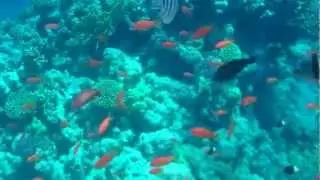 Риф 6 Egypt Melia Sharm