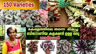 150-ൽ പരം ബിഗോണിയ കളക്ഷൻ ഉള്ള ഷീബ ചേച്ചിയുടെ ഗാർഡൻ || Bigonia Varieties || Part 2 || Farm stories