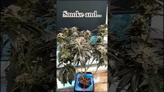 OG Kush harvest time - My #1 Love | #cannabis #hydro #legalization #420 #legalizeit #rema #calmdown