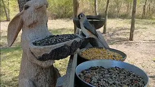 Midwest afternoon snack #nature 