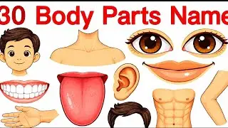 30 BODY PARTS NAMES IN ENGLISH AND HINDI | BODY PARTS WITH PICTURES | NAMES OF BODY PARTS