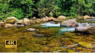 Calm River Flow Through Mossy Rocks - Refreshing Forest Ambience and Nature Sounds 4K