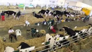 Hol&scaron;t&yacute;nsk&yacute; skot -  Animal Vetex 2014