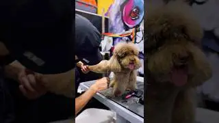 🐶 Witness the heartwarming transformation at Pet Bond! #PetCare #HealthyPets #VeterinaryCare