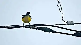 Audubon's Oriole