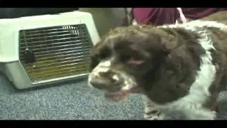 WMTR Rock n Ruff with RANGER