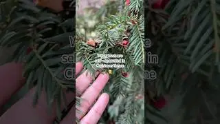 #christmas #december #decoration #theme #tree #nature #wanderlust #christmaseve #viralreels