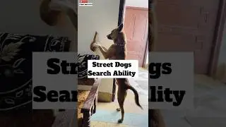 Street Dogs Searching Power 😳 | Adopt Don&rsquo;t Shop