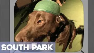 Close Up Animals With A Wide Angle Lens Wearing Hats