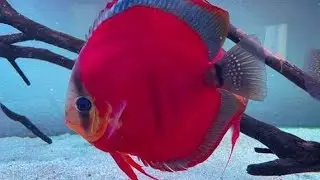 07/01/26 Sai Fish Aquarium Vazirabad Nanded 