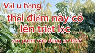 Vải u hồng thời điểm này có lên phun triệt lộc không. Sp nào an toàn và hiệu quả ||Chiến chành choẹ 