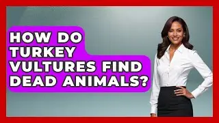 How Do Turkey Vultures Find Dead Animals? - Bird Watching Diaries