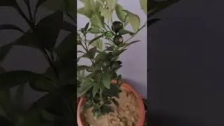 #garden#nimbu#gardening #gardeningtips #gardeningideas #viral #trending #love #sad #cute#happy#plant