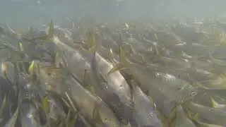 Massive School of Bunker (Menhaden) off of NJ in October 2021