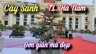 SH.11062. Xem c&acirc;y Sanh Nam Điền n&agrave;y bệ đ&aacute; rất đơn giản m&agrave; d&aacute;ng đẹp qu&aacute;. Triển l&atilde;m H&agrave; Nam Ninh B&igrave;nh. 