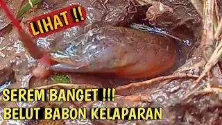 Mancing Belut Sawah | TERBARU!! Sambaran Belut Lapar Yang Paling Ganas