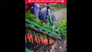 खेत में गाजर निकालने की जबरदस्त मशीन 😱| Carrot Harvesting 🤔 | #shorts #trending #viral #machine