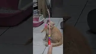 gregetann #cat #kucing #catlover