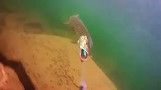 Pike ATTACKS Lure Underwater! Real Strike Footage 🔥