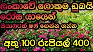 අඩුම අඩු මිළට ඩුබයි රෝස  මිළදීගන්න how to order dubai rose #plants #garden #srilananbiggest #garden
