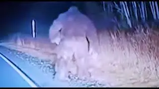 Полицейские засняли на видеорегистратор снежного человека в Саскачеване!