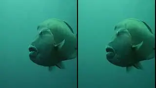 SBS VR Dolby Vision DEEPEST SEA Weird Creatures Strange Animal IN 3D VIRTUAL REALITY RELAXING VIDEO