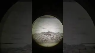 berburu burung trinil #hunting #berburu #sniper #menembakburung #fyp #nyanggong #berburukoak #hunter