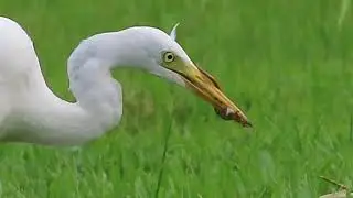 Heron and stork efficient hunting techniques - captured in Singapore