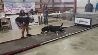 Dezzy and Tony APA Championships 2020