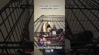 HARDCORE PETS and HEAD BUTTS 🤣🐱 #cat #shortvideo #comedy #funny #viral #smile #veterinarian
