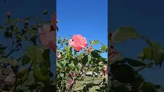 Rose & Wind