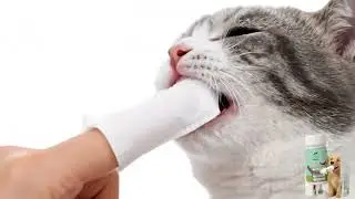 How To Clean Dog & Cat Teeth Without Brushing (Easy Hack!)