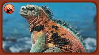 Top 7 ESPECIES &Uacute;NICAS 🌳 LAGARTOS 🦎