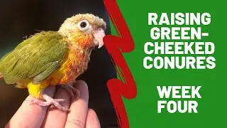 Hand Raising Green-cheeked Conures - Week 4