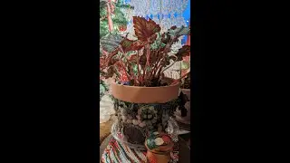 Plants & Holiday Decor 2023
