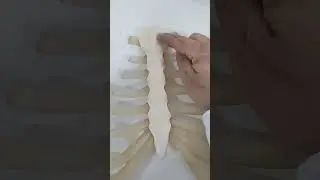 Olha as cartilagens do t&oacute;rax. #anatomia #anatomiahumana #anatomiafacil #biology #anatomiapratica