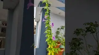 Morning glory flowers