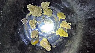 So Many Toads in One Place! 🐸 Night Time Amphibian Discovery