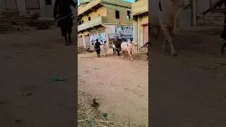 Morning walk #qurbani #bull #shorts #viral #cattlefarm #karachi #ytshorts #cattlefuns