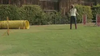 Behind The Scenes--Black Beauty Breed Rottweiler Documentary