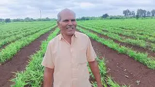 GINGER CROP TREATED WITH BIO CONTROL AGENTS 