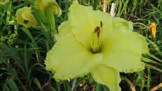 G06 Lilyfield Farm Select Yellow Daylily
