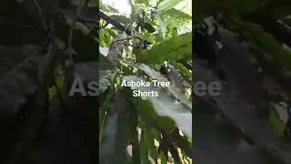 Ashoka,The Sorrowless, Unique, Legendary Tree #ytshorts