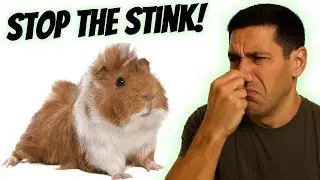 5 EASY Ways to Make Your Guinea Pig NOT Smell! 🐹💨 (No More Stinky Cage!)