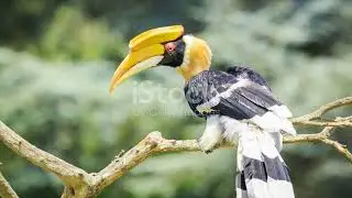 Kalimantan's Rainforest: A Biodiversity Bonanza