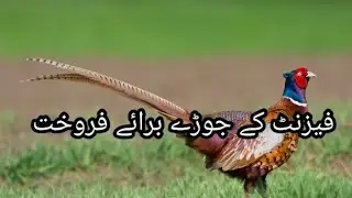 Ringneck Pheasant Bird Available For Sale In Pakistan | Bird |