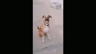 Loki d' Arabian dogo last day in Saudi