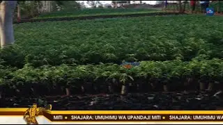 SHAJARA | Wanachi washauriwa upandaji wa miti ili kukabiliana na mabadiliko ya tabia nchi